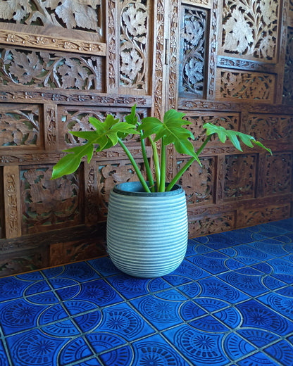 Philodendron Radiatum 130single