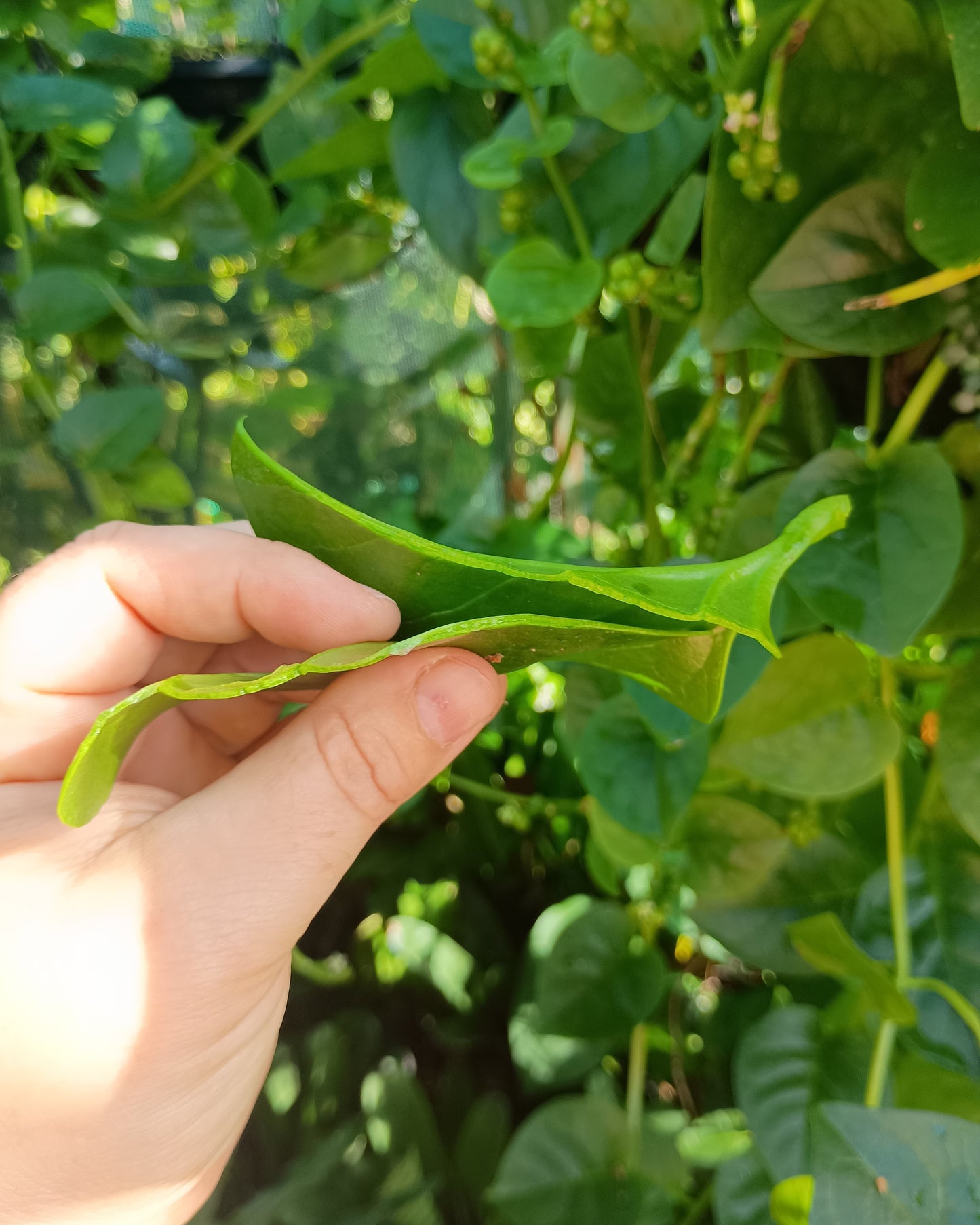 Basella alba ( Malabar Spinach )