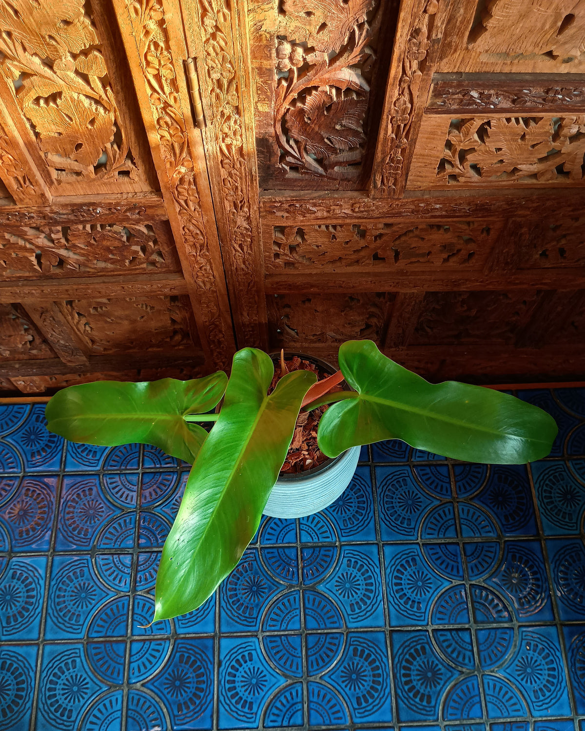 Philodendron Mexicanum