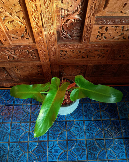 Philodendron Mexicanum
