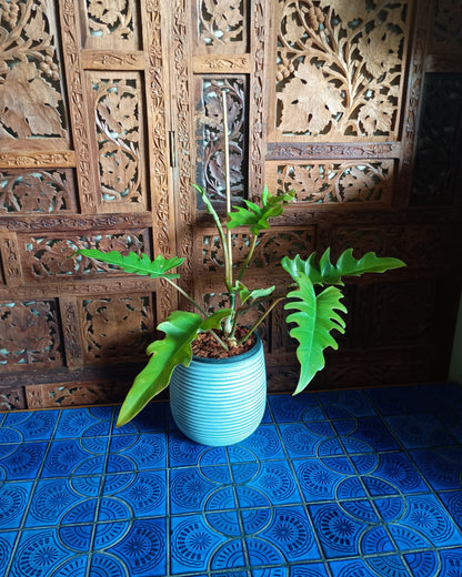 Philodendron Henderson's Delight