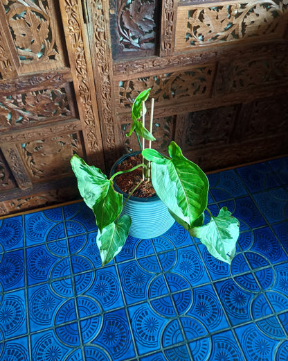 Syngonium 3 Kings