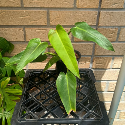 Philodendron Tuxtlanum