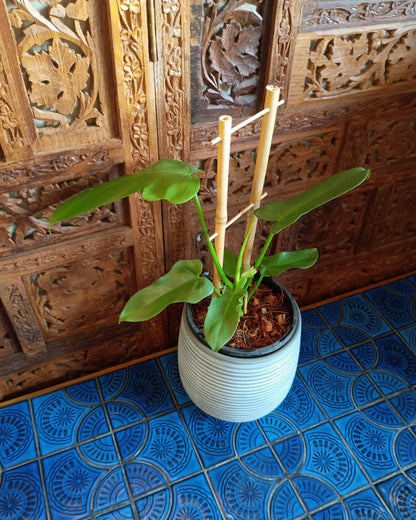 Philodendron Bipennifolium