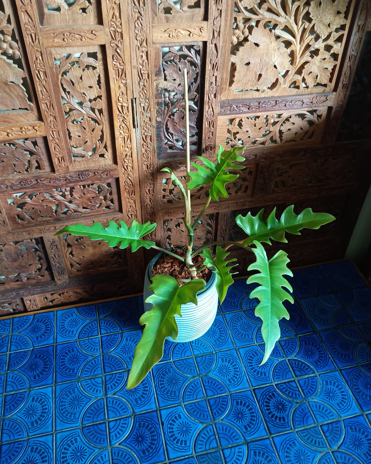 Philodendron Henderson's Delight