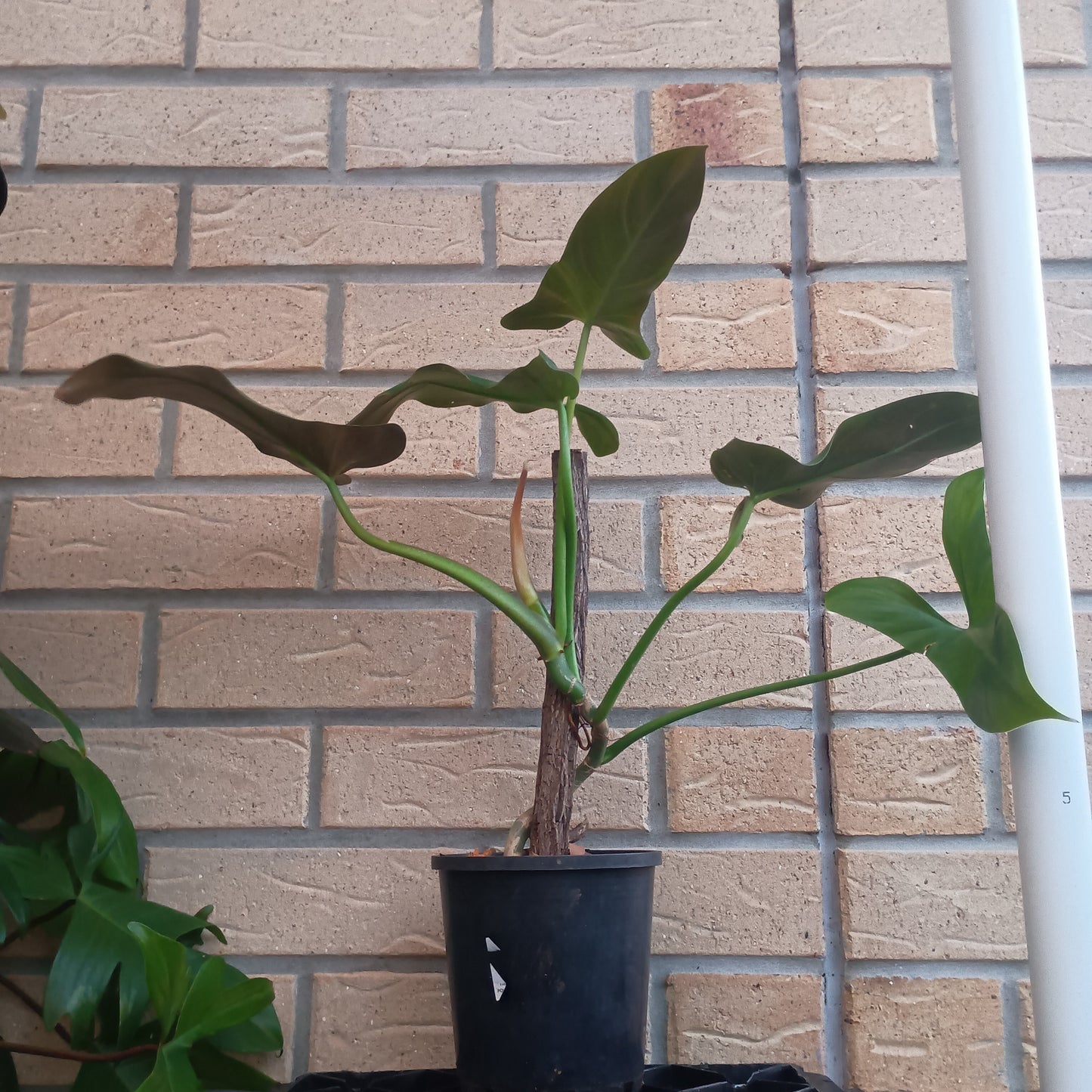 Philodendron Mexicanum 130.30ST.A