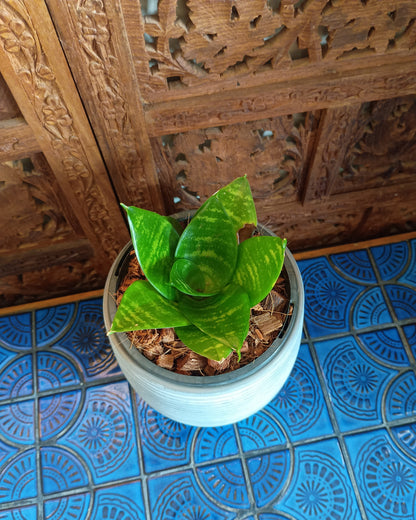 Dracaena Hahnii
