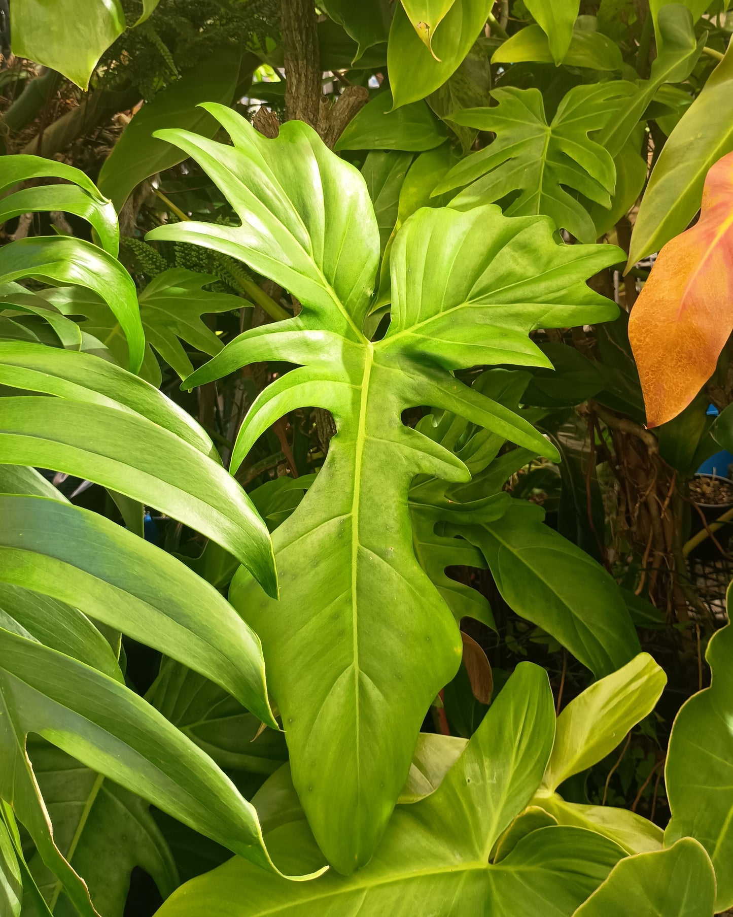 Philodendron Golden Dragon 130