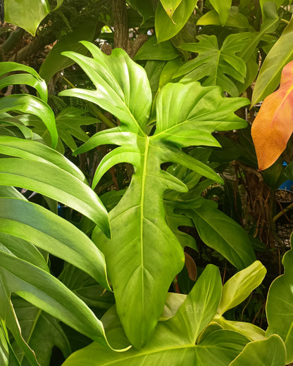 Philodendron Golden Dragon 130