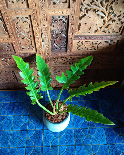 Philodendron Henderson's Pride