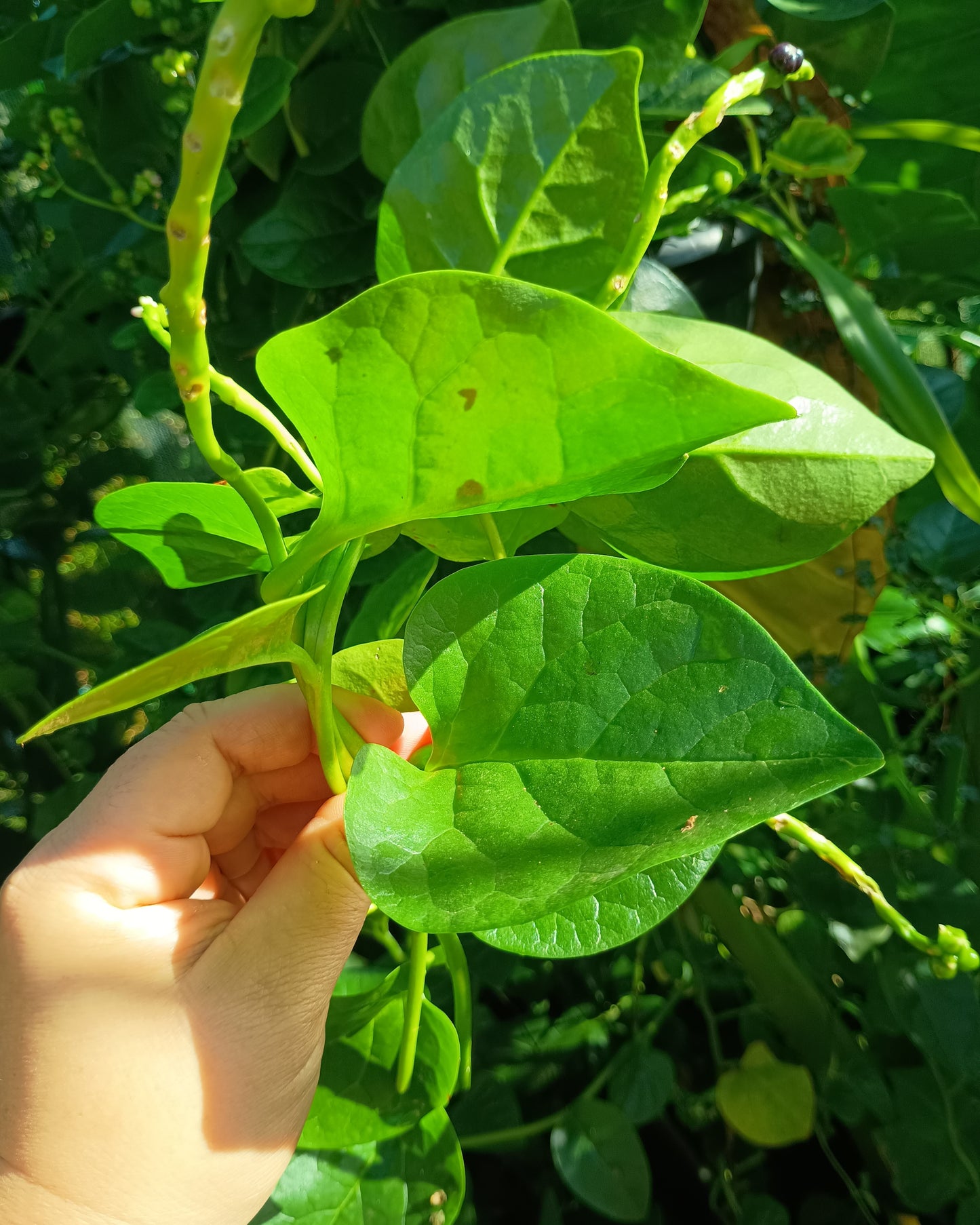 Basella alba ( Malabar Spinach )