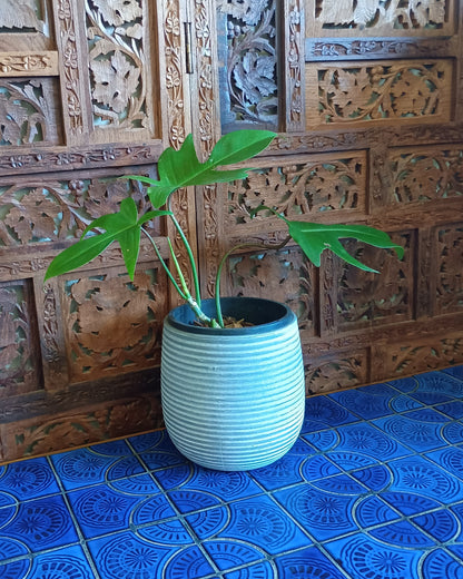 Philodendron Florida
