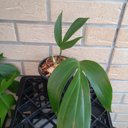 Rhaphidophora decursiva