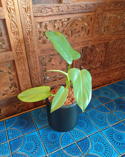 Philodendron Bipennifolium XS