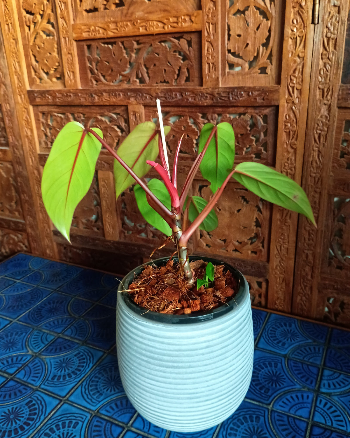 Philodendron Erubescens Red Emerald