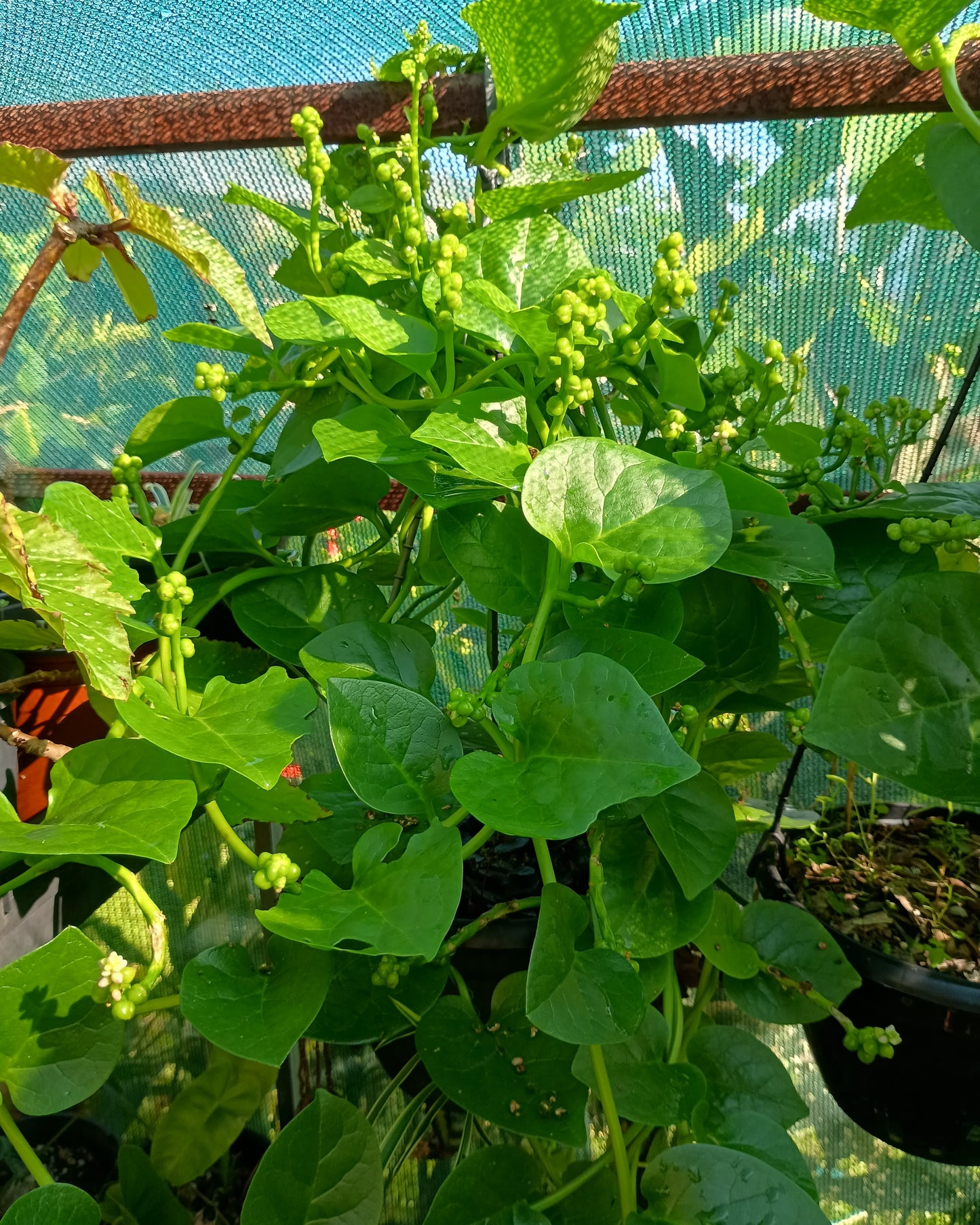 Basella alba ( Malabar Spinach )