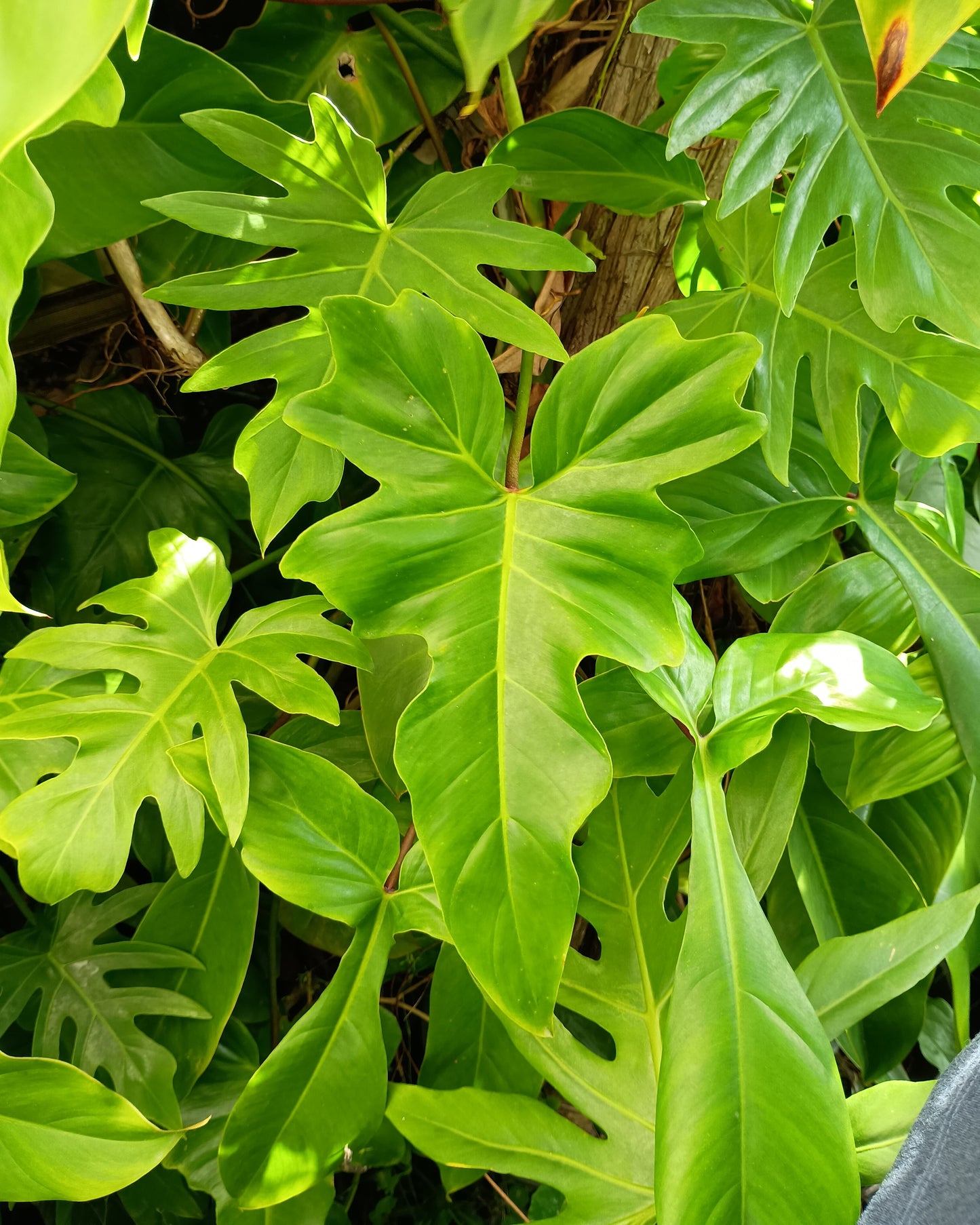 Philodendron Golden Dragon 130