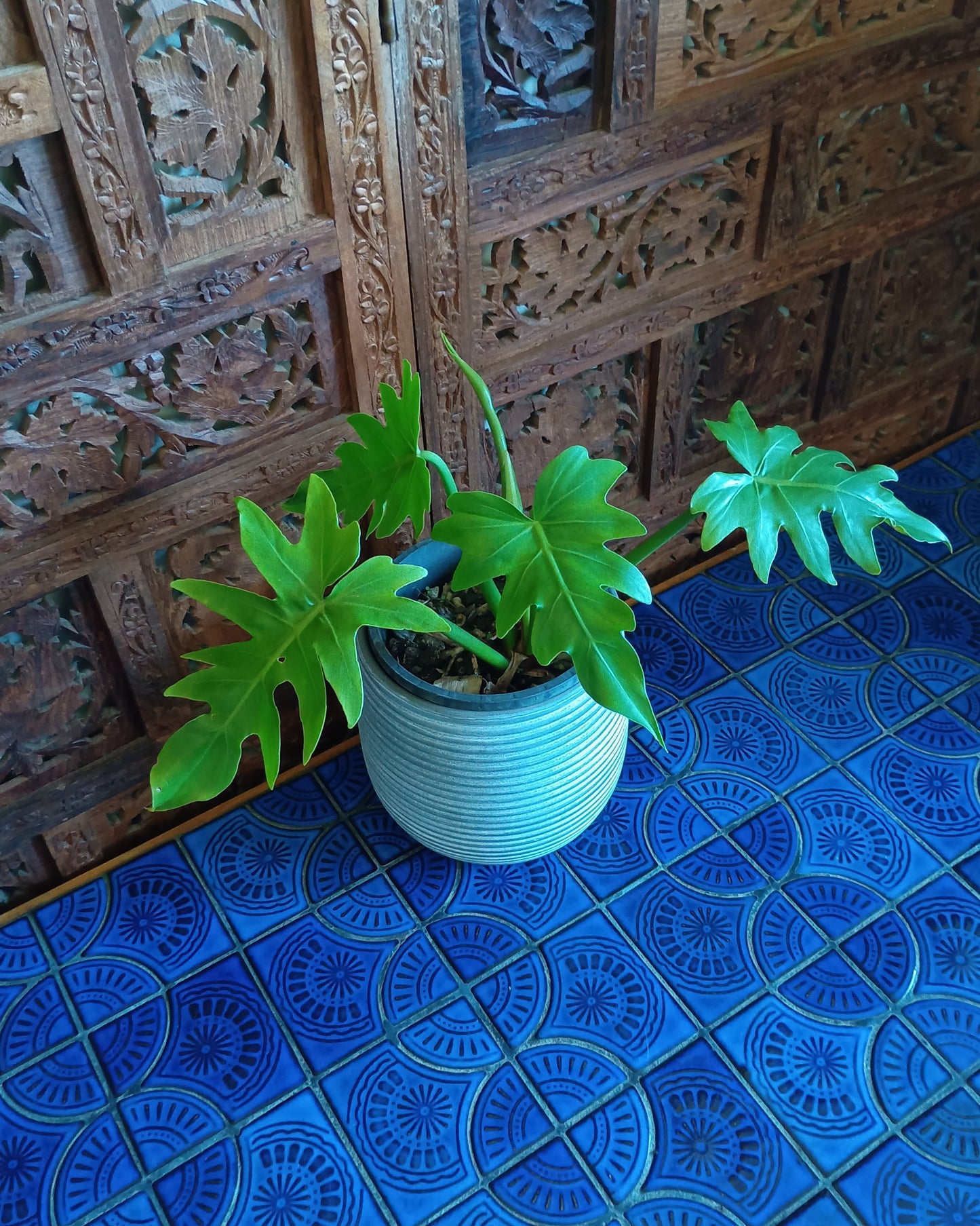 Philodendron Radiatum 130single