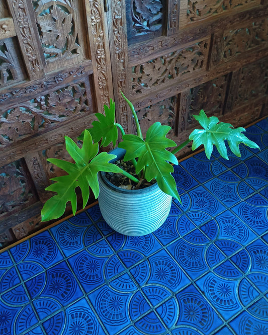 Philodendron Radiatum 130single