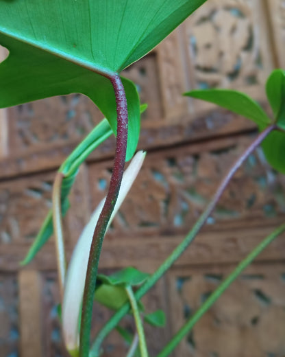 Philodendron Florida