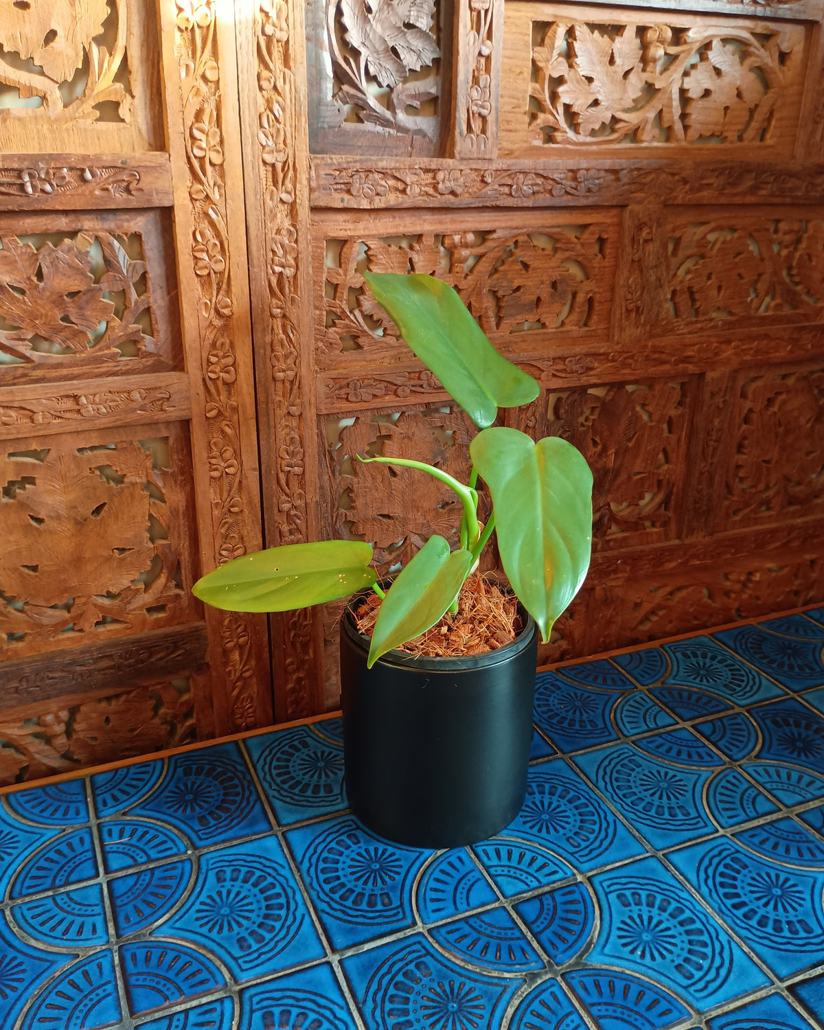 Philodendron Bipennifolium XS