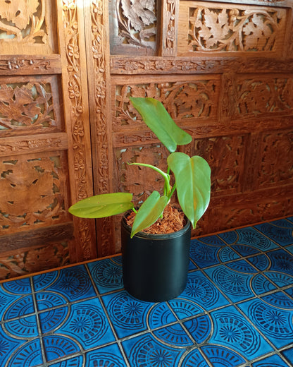Philodendron Bipennifolium XS