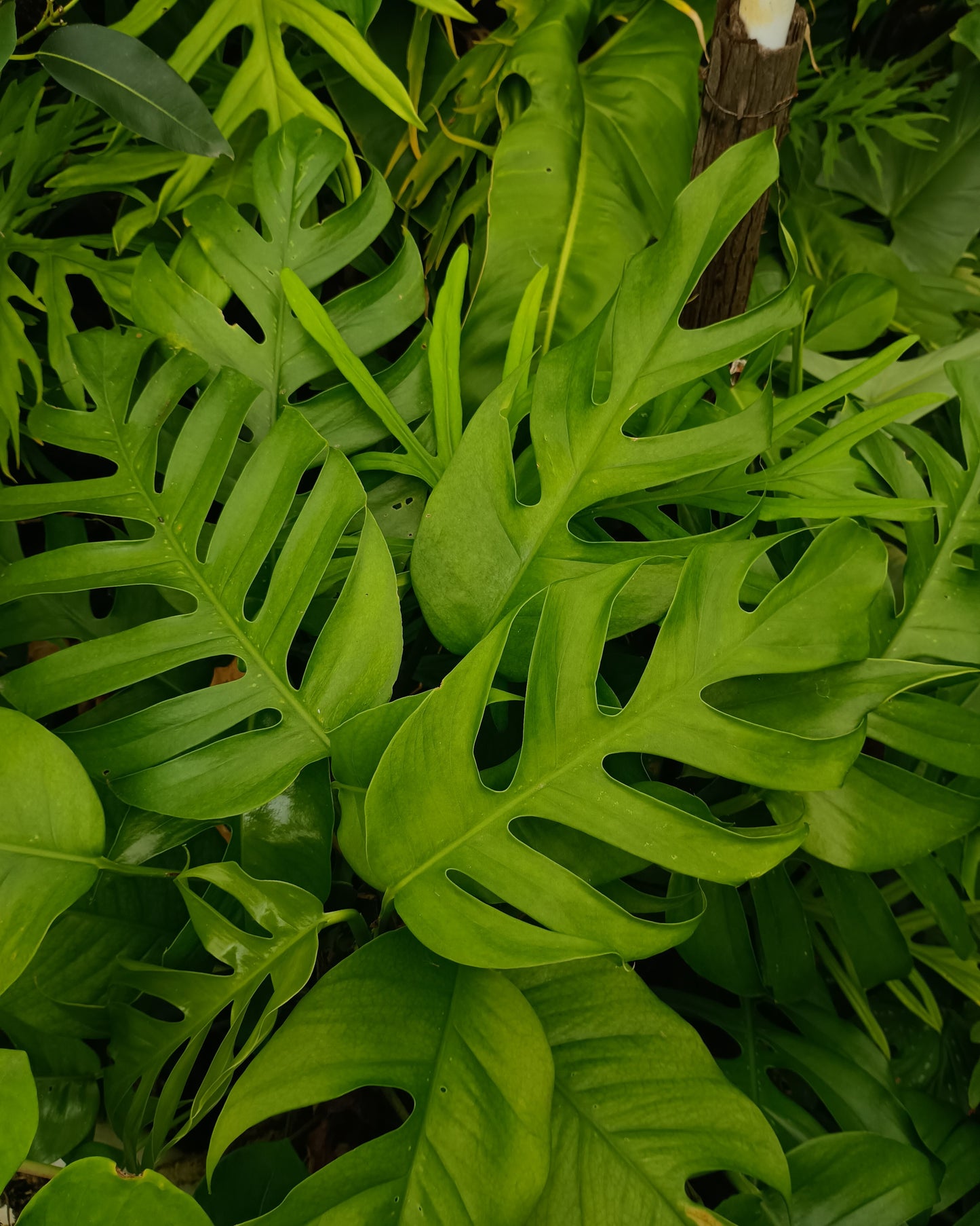🌱 Epipremnum Pinnatum Mature
