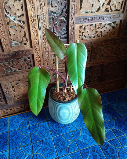 Philodendron Anderson's Red