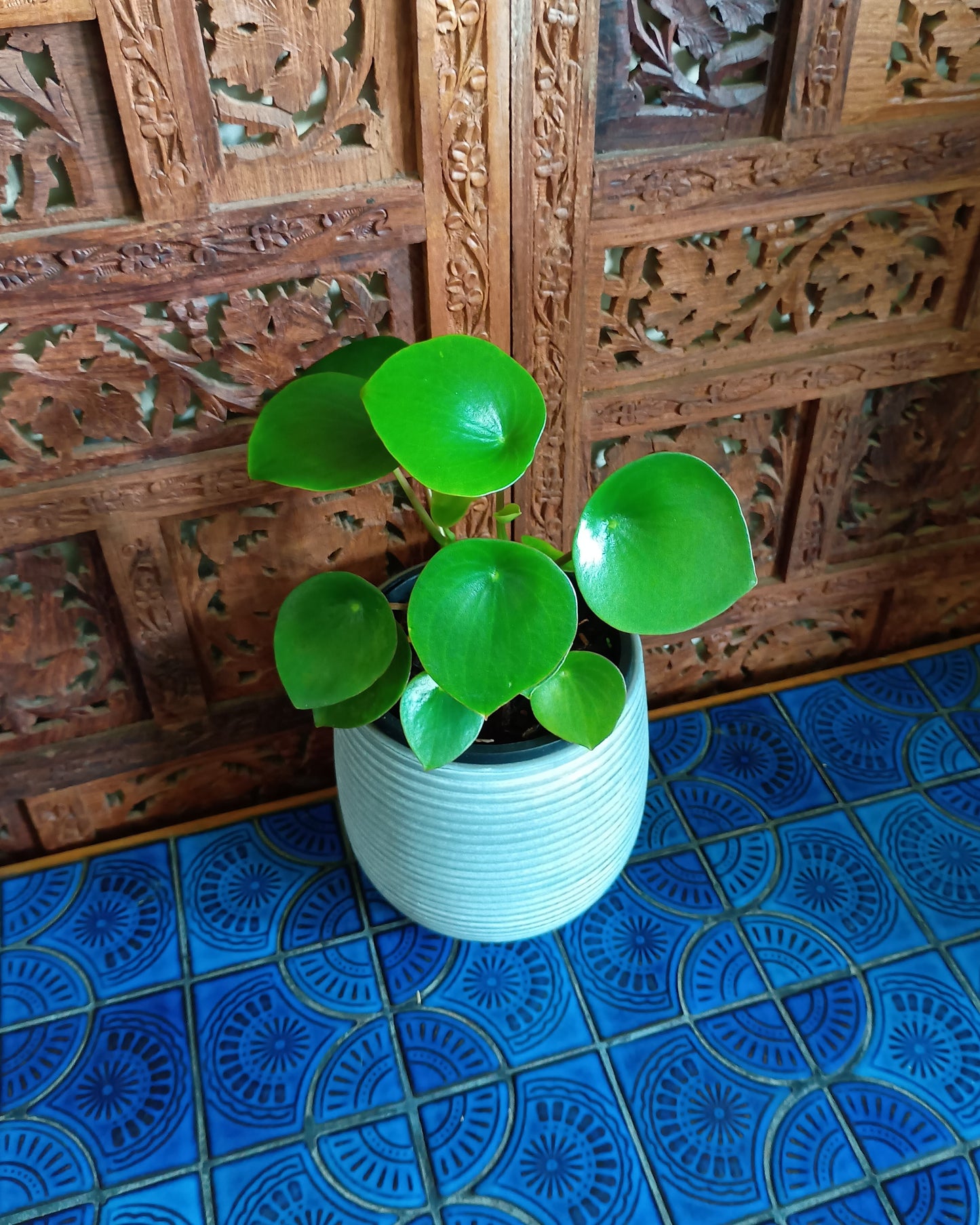 Peperomia Polybotrya 130single