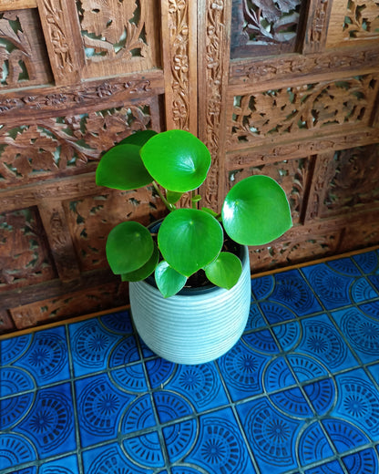 Peperomia Polybotrya 130single