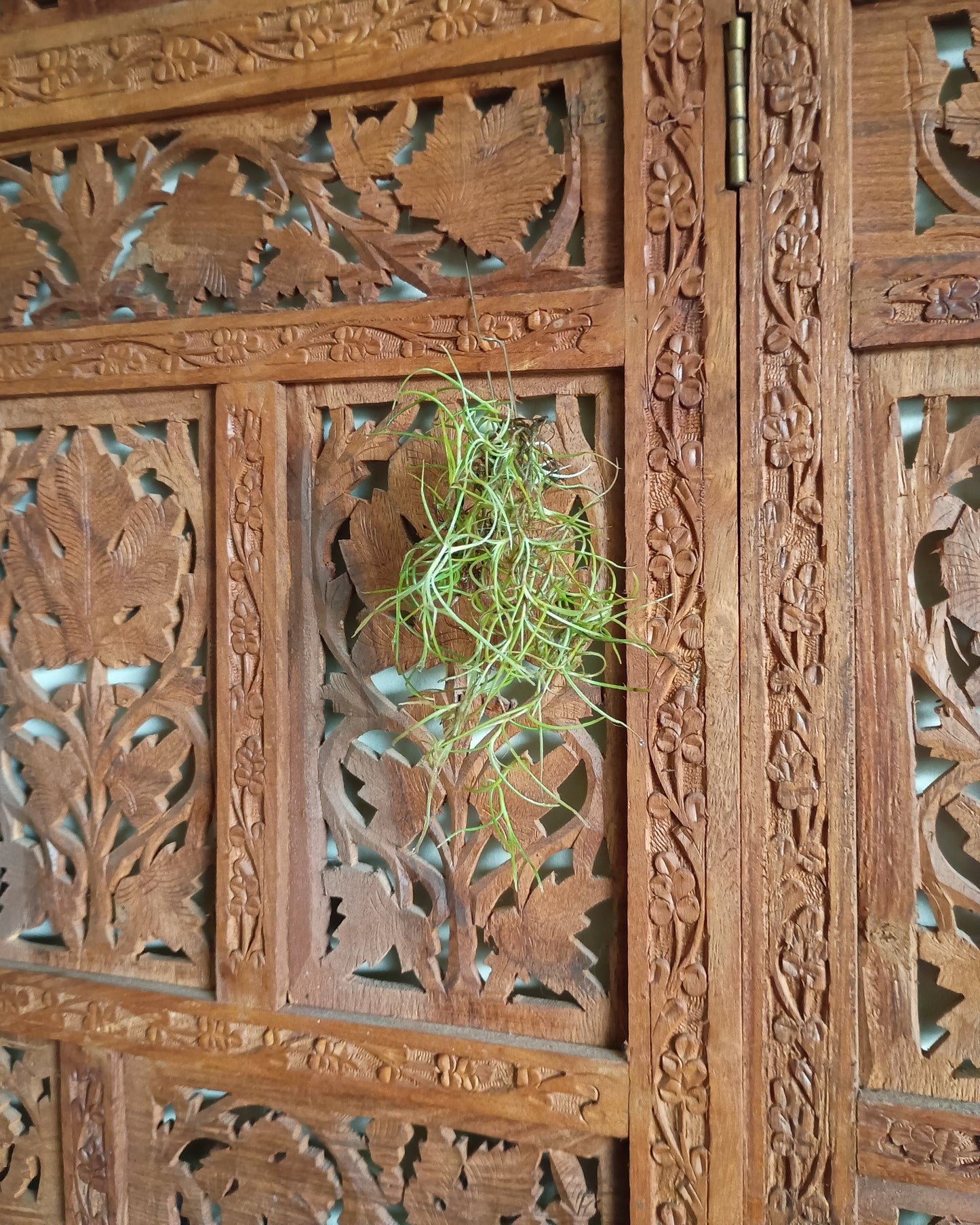 Tillandsia Usneoides (Spanish Moss)