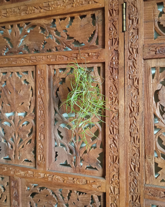 Tillandsia Usneoides (Spanish Moss)