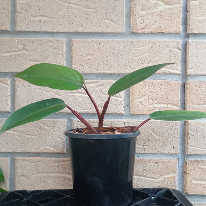 philodendron erubescens red emerald marbled Philodendron Erubescens Red Emerald – Death by Plants
