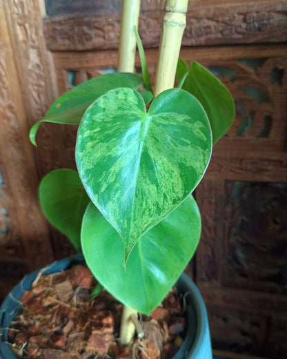 Philodendron Hederaceum var. Oxycardium Variegata