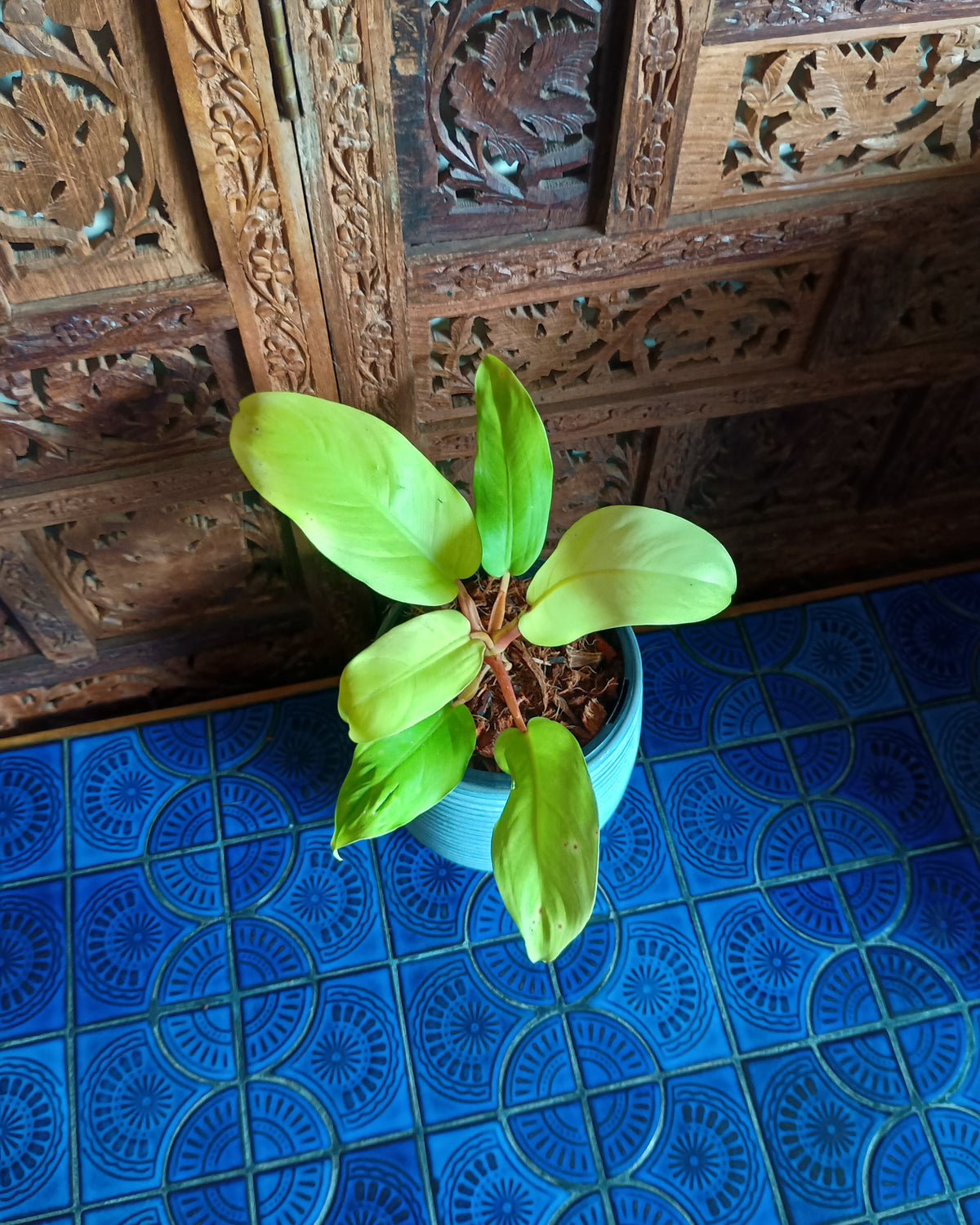 Philodendron Lemon Lime