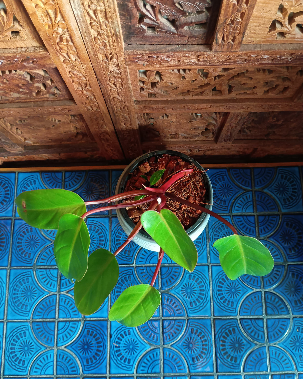 Philodendron Erubescens Red Emerald