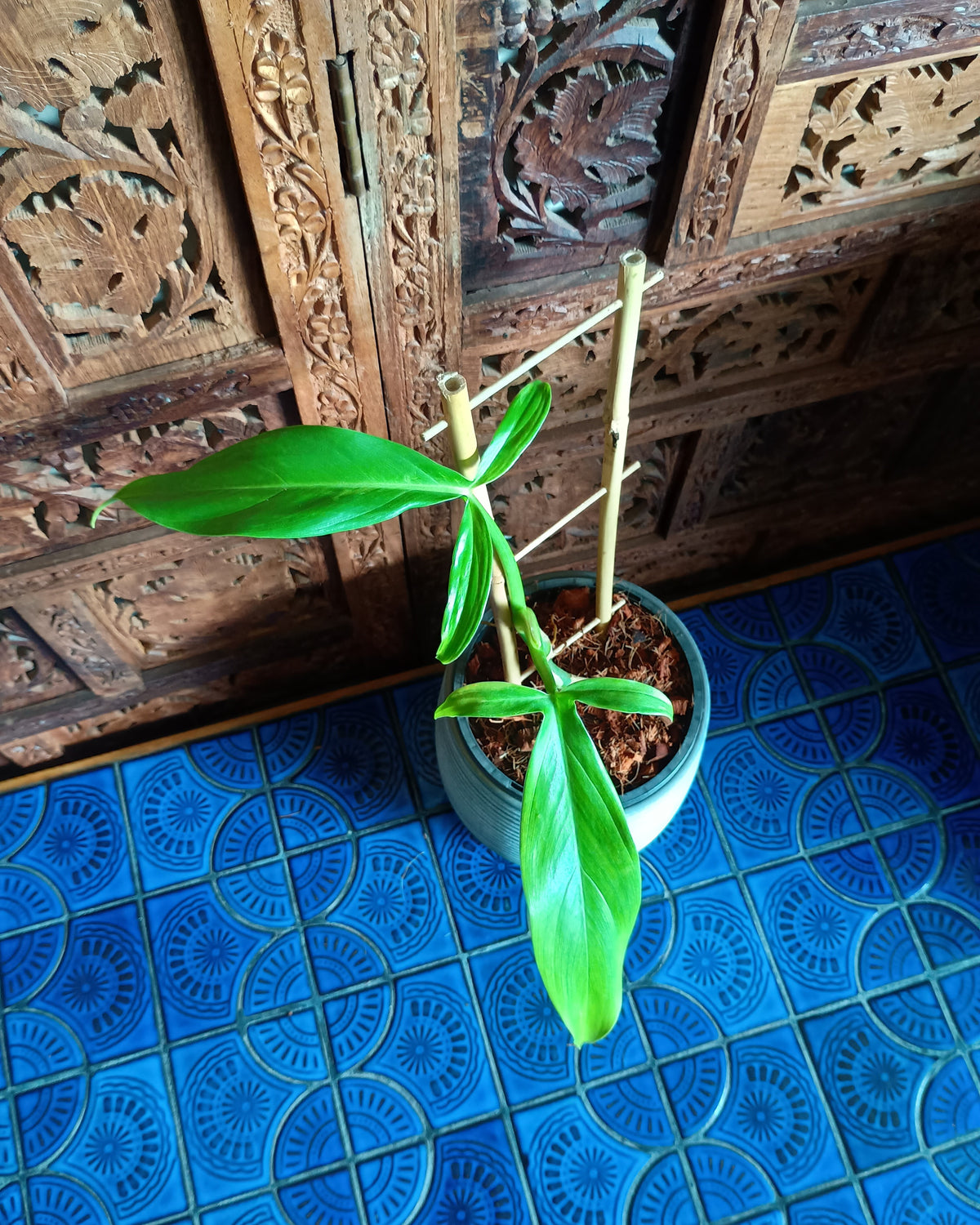 Philodendron Tripartitum