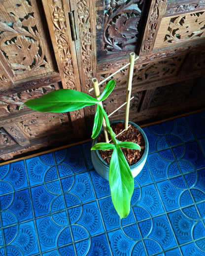 Philodendron Tripartitum