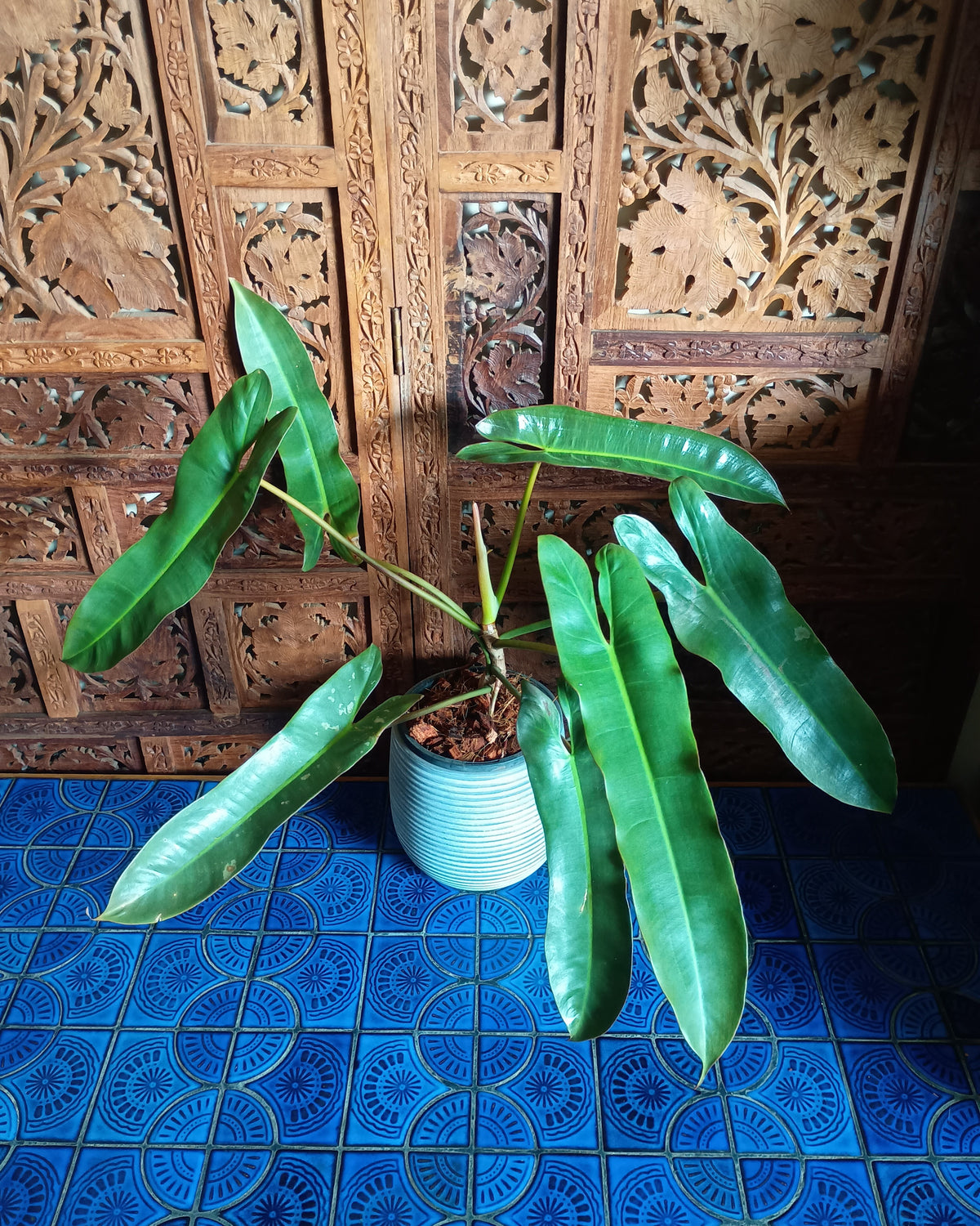 Philodendron Atabapoense Large