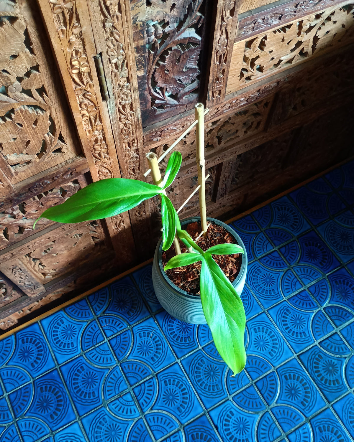 Philodendron Tripartitum