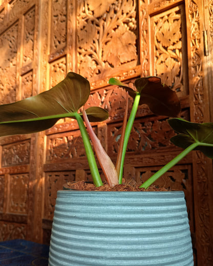 Philodendron Mexicanum
