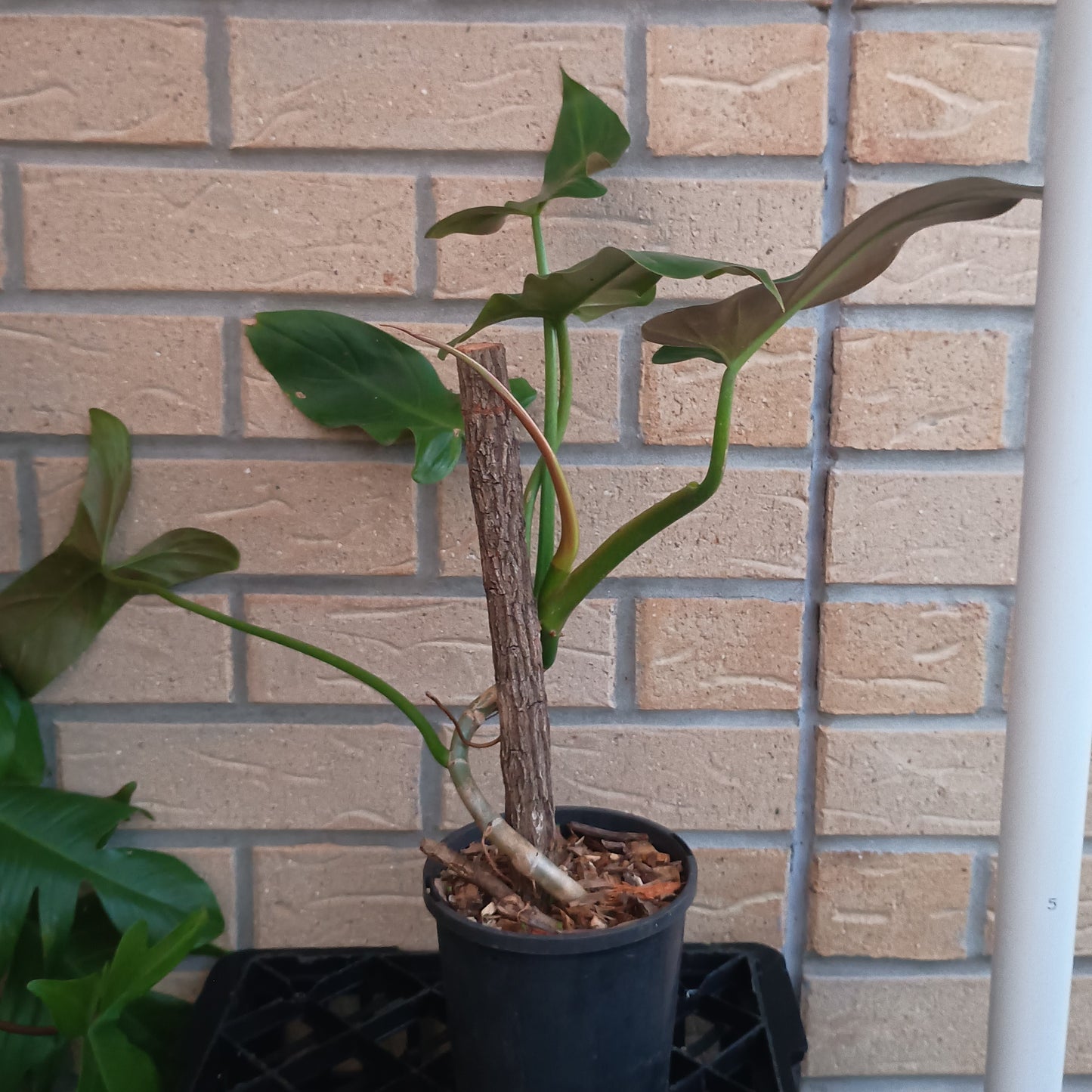 Philodendron Mexicanum 130.30ST.A