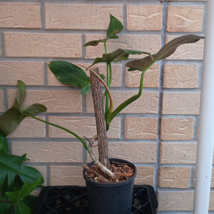 Philodendron Mexicanum 130.30ST.A