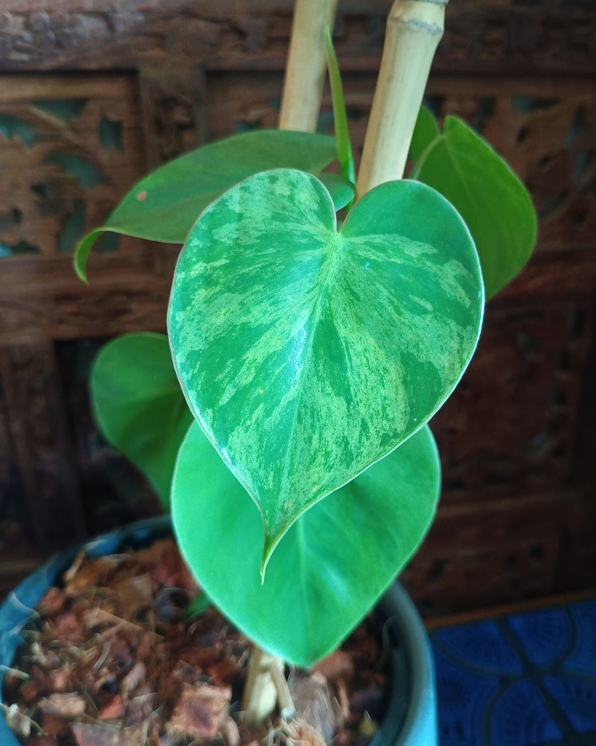 Philodendron Hederaceum var. Oxycardium Variegata