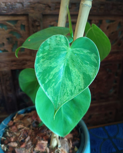 Philodendron Hederaceum var. Oxycardium Variegata