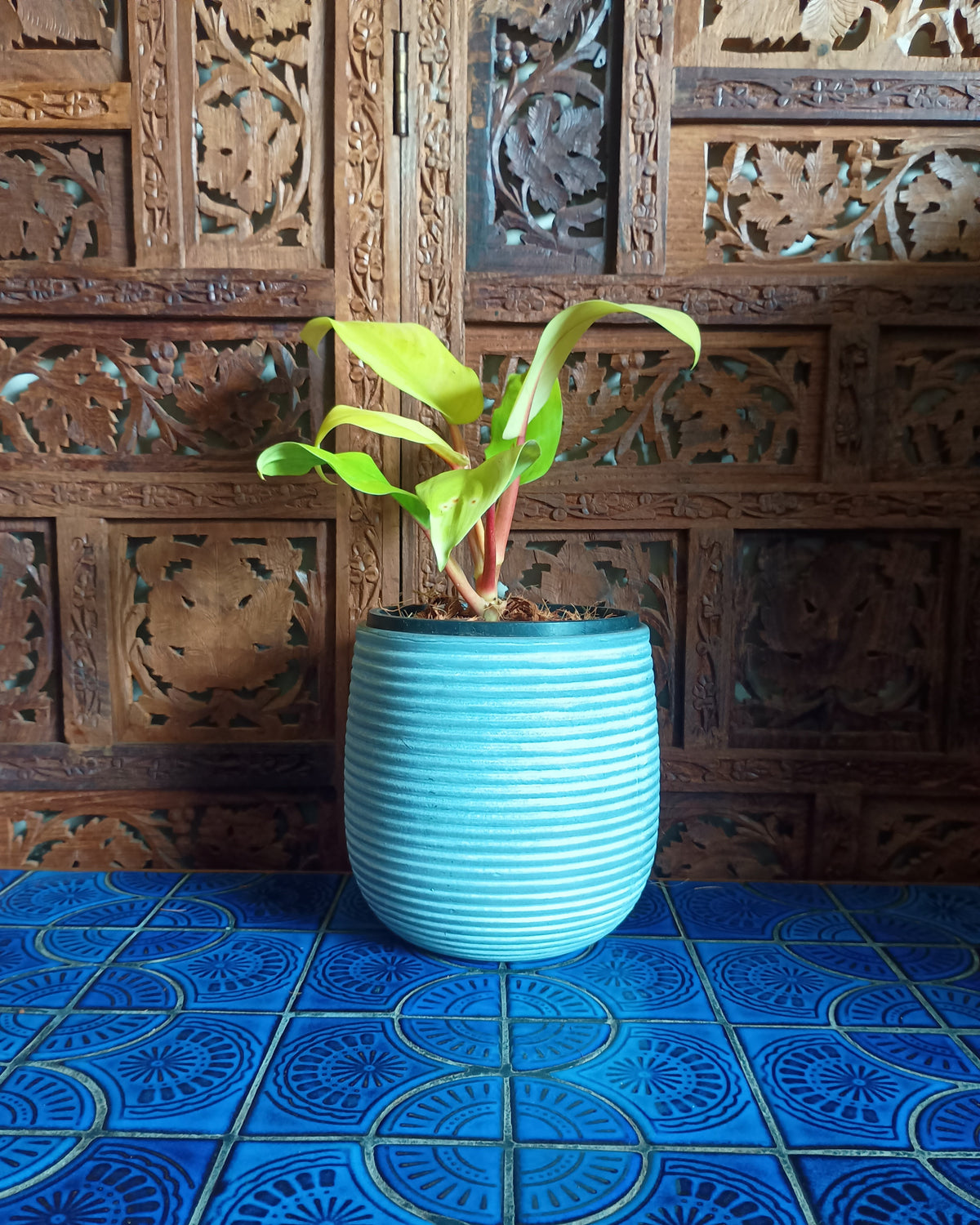 Philodendron Lemon Lime