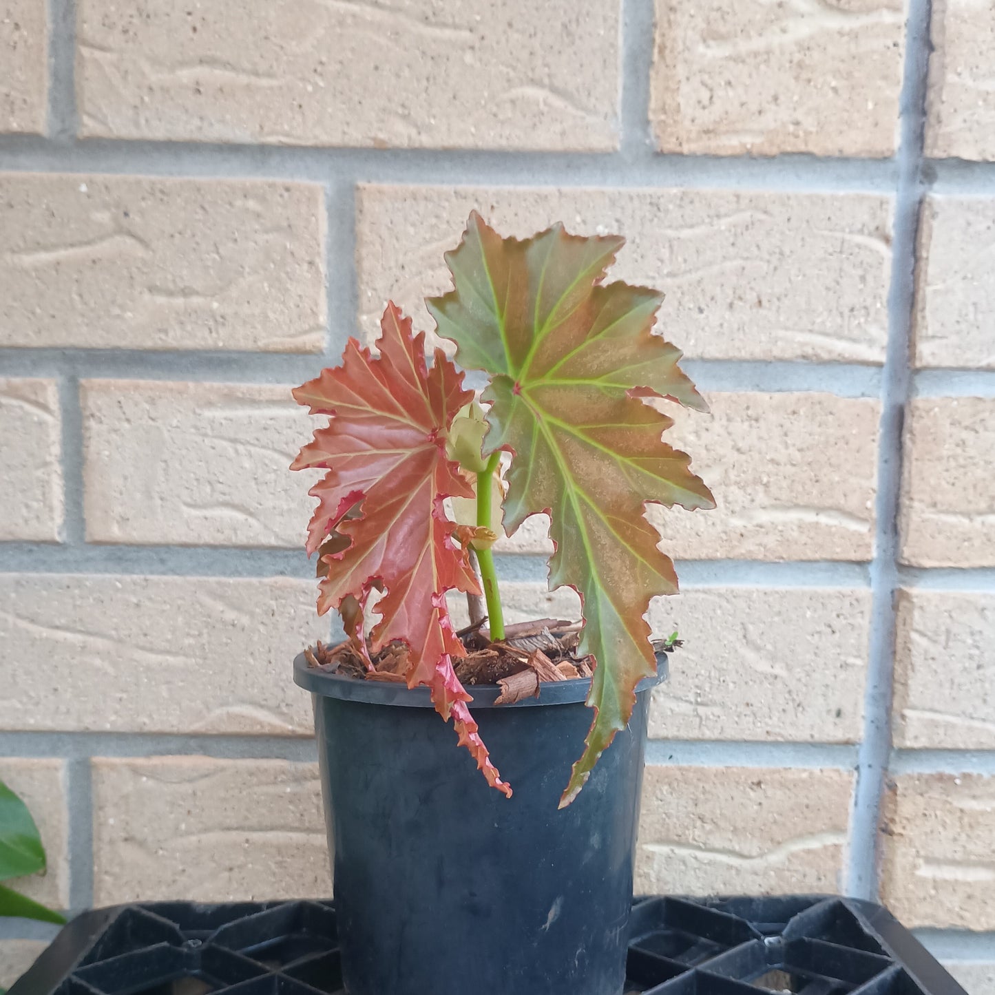 Begonia Irene Nuss