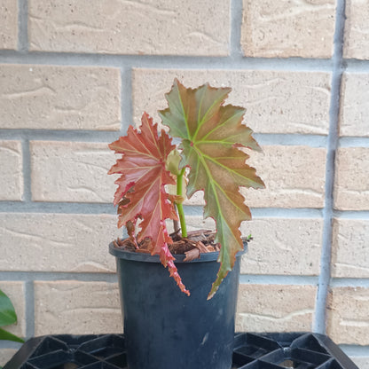 Begonia Irene Nuss