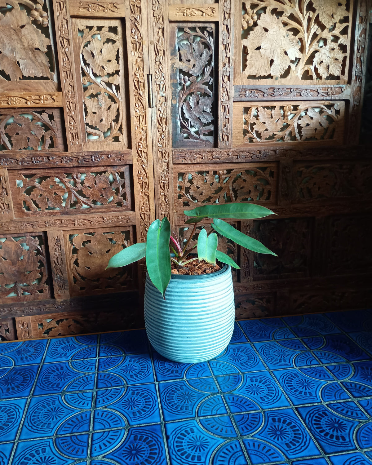 Philodendron Atabapoense