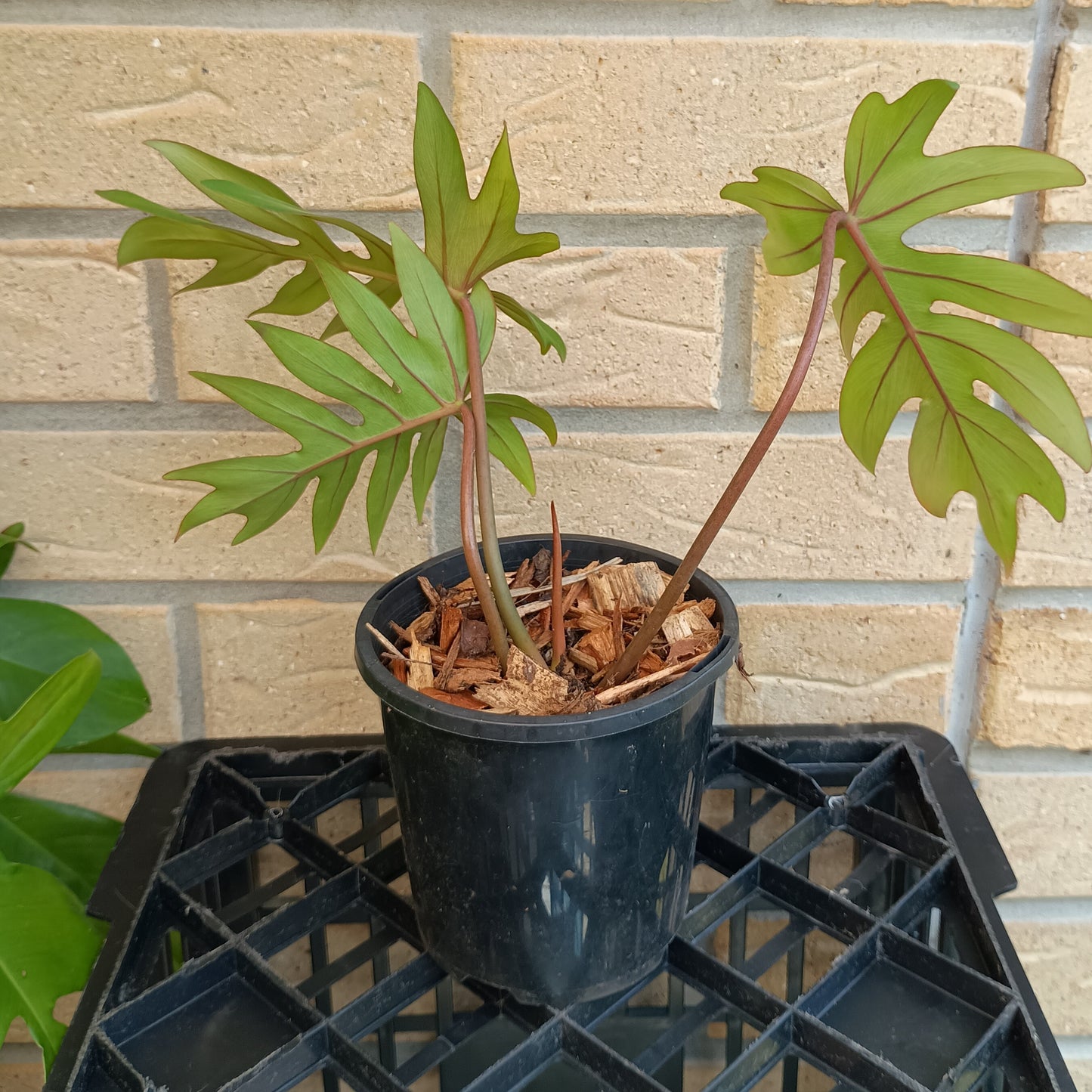 Philodendron Mayoi #130A